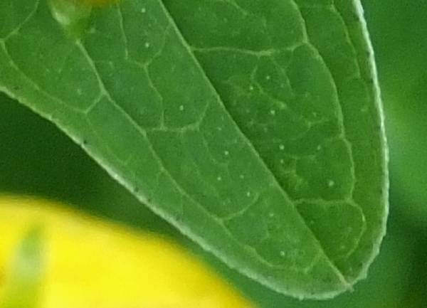 Close-up of leaf of Perforate St John's Wort