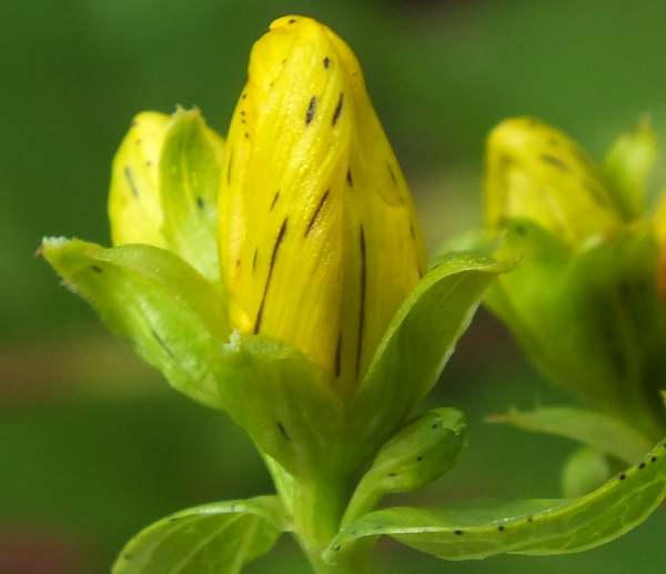 Flower bud close-up of Perforate St John's Wort