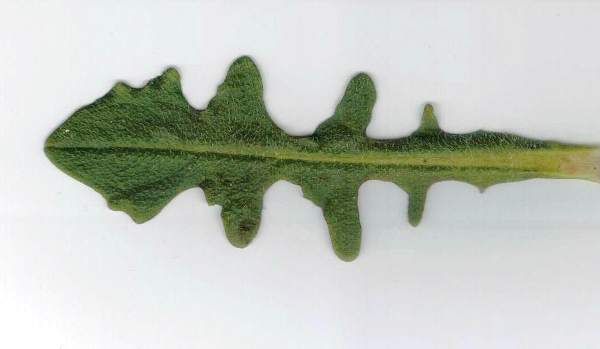 Basal leaf of Common Cat's-ear