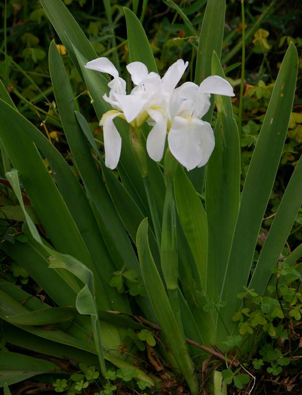 Iris albicans on a roadside verge