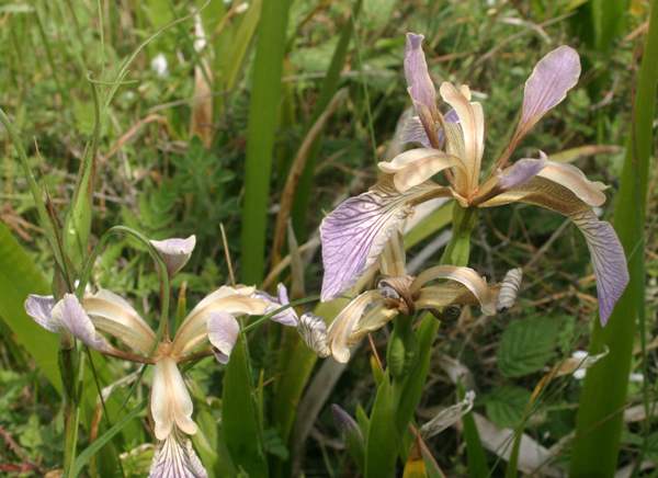 The flower of Stinking Iris