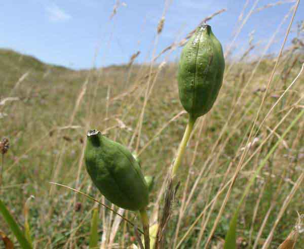 Seedpods of Stinking Iris