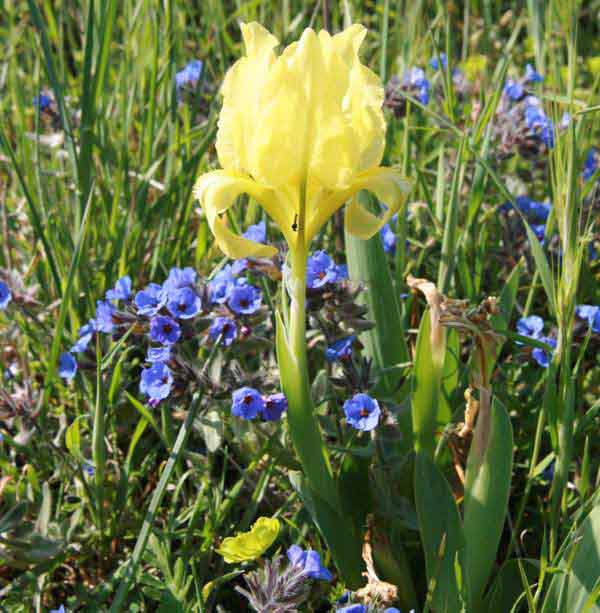 Iris lutescens growing on rocks in Italy