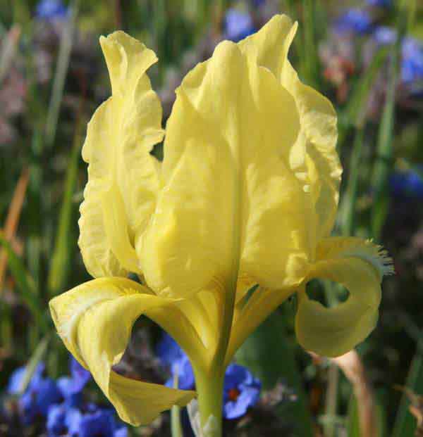 Iris lutescens, closeup of flower