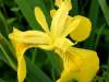 Iris pseudacorus, Yellow Flag
