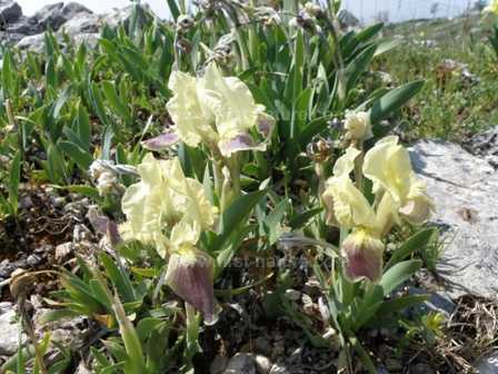 Iris pseudopumila growing in Italy