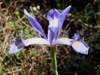 Iris xiphium, Spanish Iris