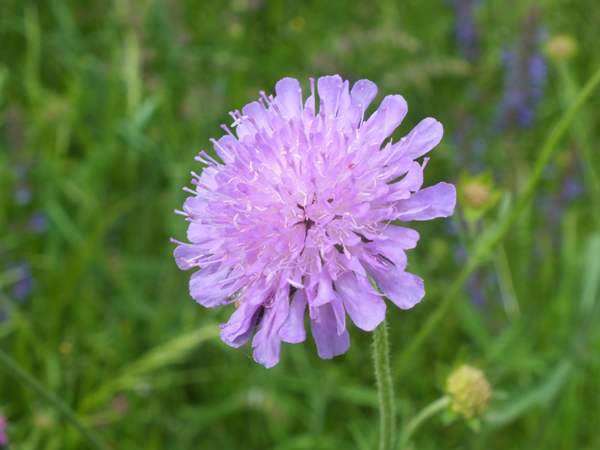 Closeup of flower of Field Scabious
