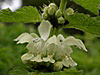 White Dead-nettle, Lamium album