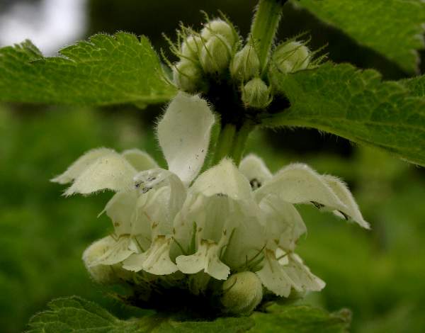 Closeup of flowers of White Dead-nettle Lamium album