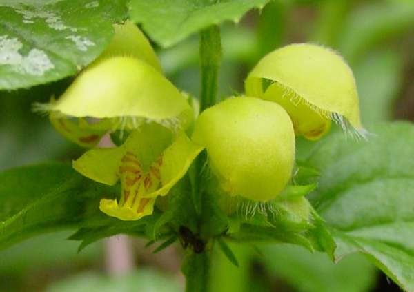Closeup of flowers of Yellow Archangel