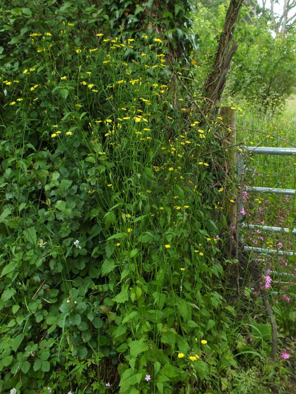 Nipplewort beside a farm field gate