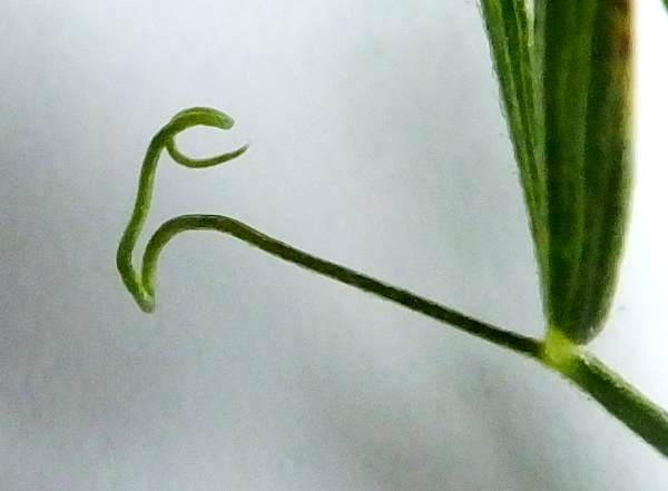 Tendril of Meadow Vetchling