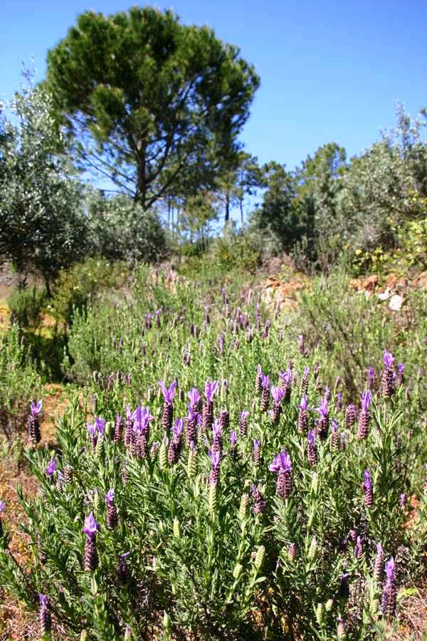 French Lavender, southern Portugal