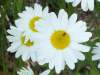 Leucanthemum vulgare, Ox-eye Daisy