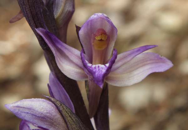 Limodorm abortivum flower