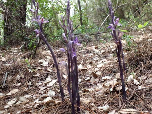 Violet Limodore plants in woodland