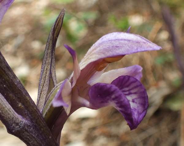 Side view of Violet Limodore flower