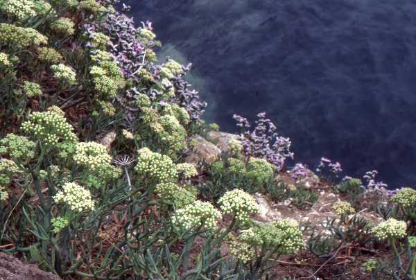 Portland Sea-lavender