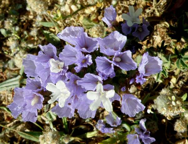 Winged Sea-lavender flowers