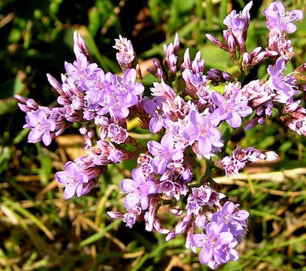 Flowers of Sea-lavender