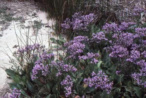 Sea-lavender, Dorset Coast