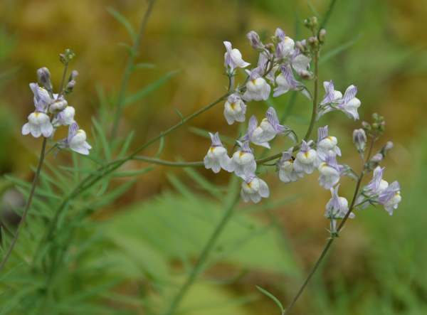 The flowers of Pale Toadflax