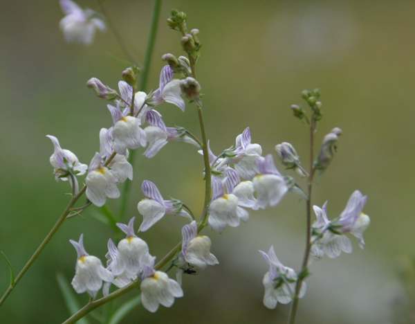 Pale Toadflax, closeup of flowers