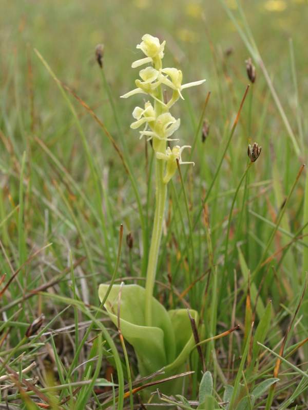 Liparis loeselii - Fen orchid
