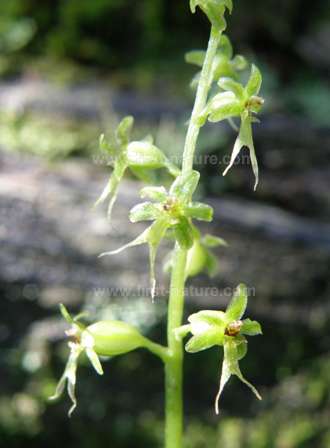 Listera cordata var nephrophylla - Western Heart-leaved Twayblade