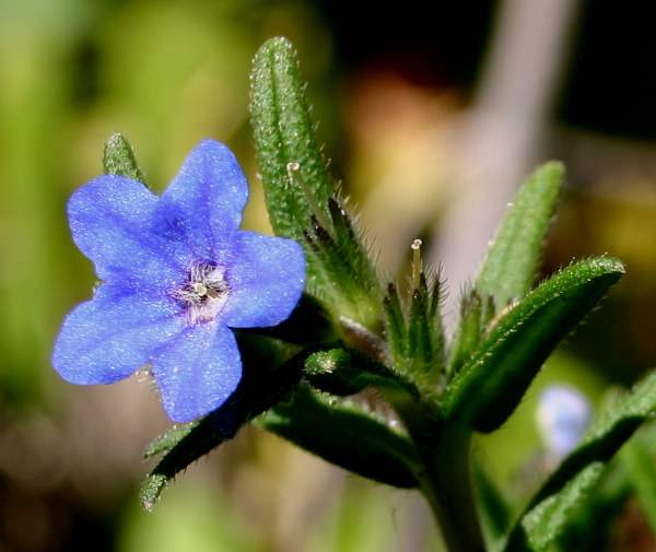 Lithordora fruticosa - Shrubby Gromwell, closeup of flower and leaves