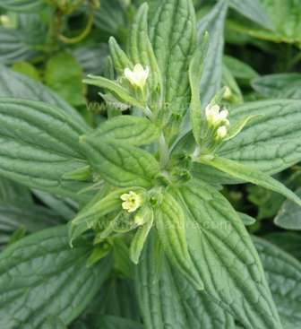 Common Gromwell occurs in Southern England and Wales but is scarce or absent elsewhere