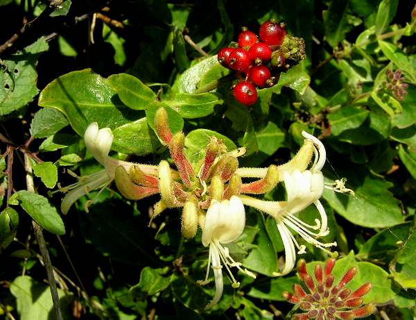 Flowers and fruits of the honeysuckle in autumn