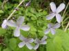 Lunaria adiviva, Perennial Honesty