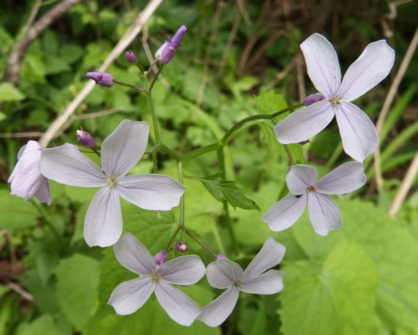 Closeup of Honesty flowers