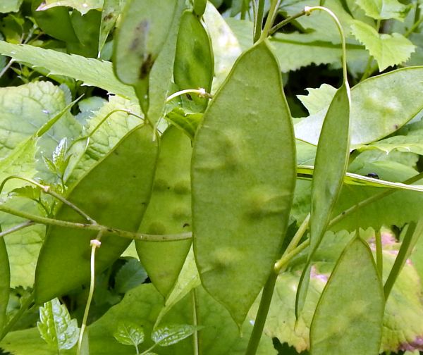Lunaria adiviva, leaves of Perennial Honesty