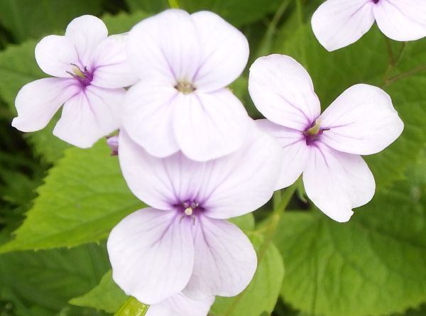 Perennial Honesty in Slovenia