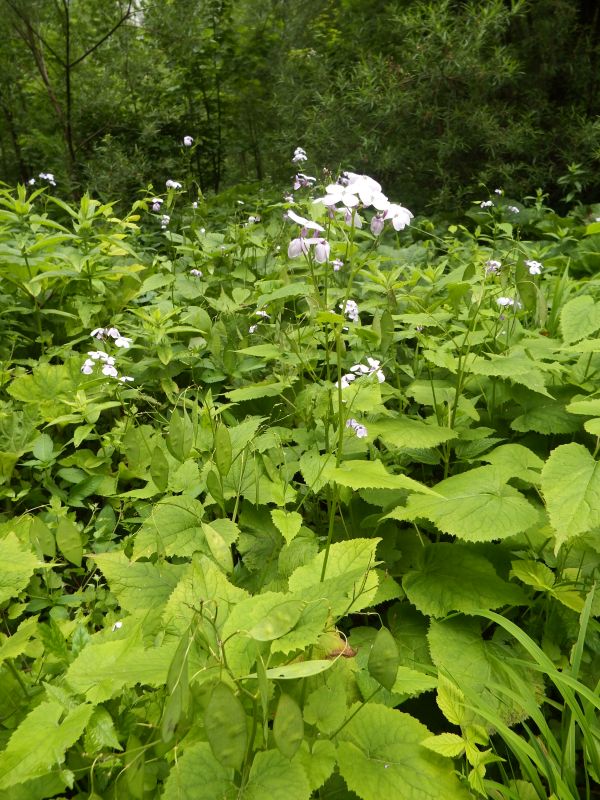 Flowers and seedpods of Lunaria adiviva, Honesty