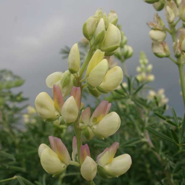 Closeup picture of Tree Lupin flowers