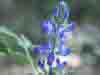 Lupinus micranthus, Bitter Blue Lupin