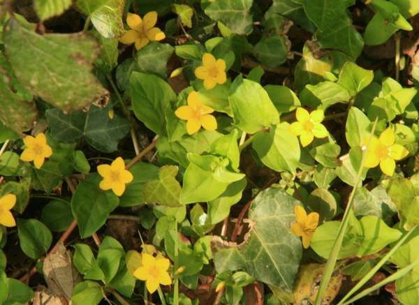 Yellow Pimpernel, Wales UK