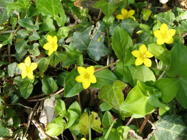 Yellow Pimpernel on a woodland edge