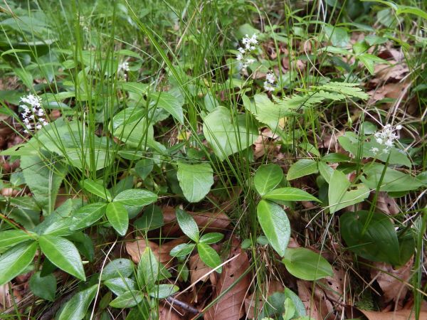 A group of False Lily of the Valley in woodland
