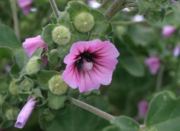 Tree Mallow flowers and buds