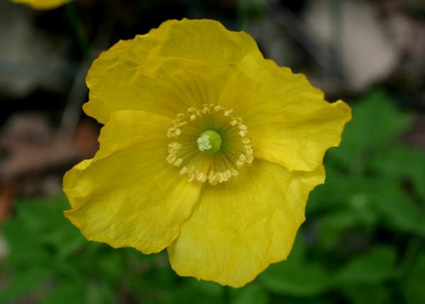 Welsh Poppy flower