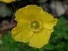 Welsh Poppy, Meconopsis cambrica