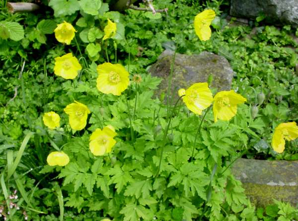 Welsh Poppies