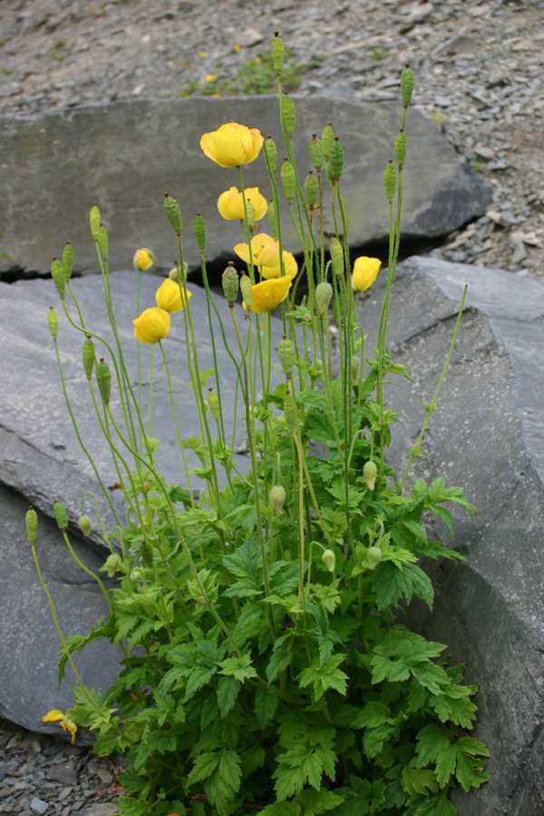 Welsh Poppies in a rocky setting