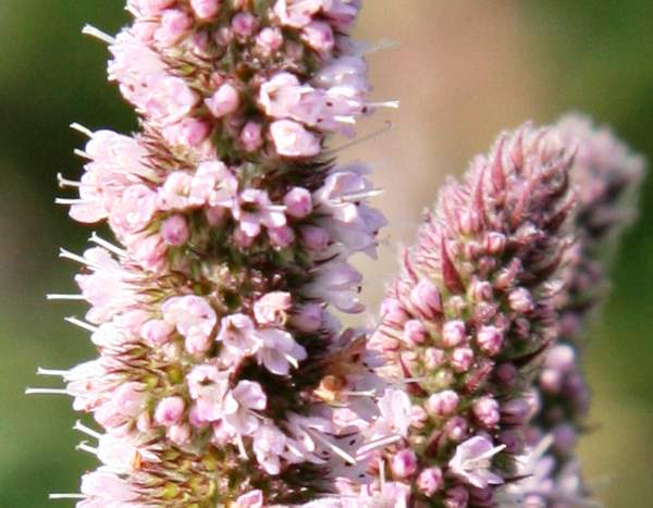 Closeup of flowers of Spear Mint
