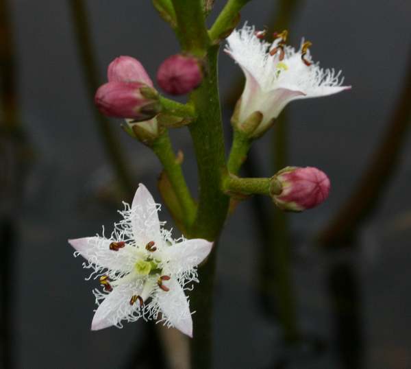 Bogbean opens from the bottom of the spike